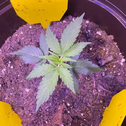 SAUL SILVER growlog timeline photo