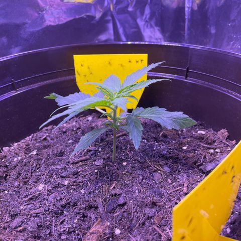 SAUL SILVER growlog timeline photo