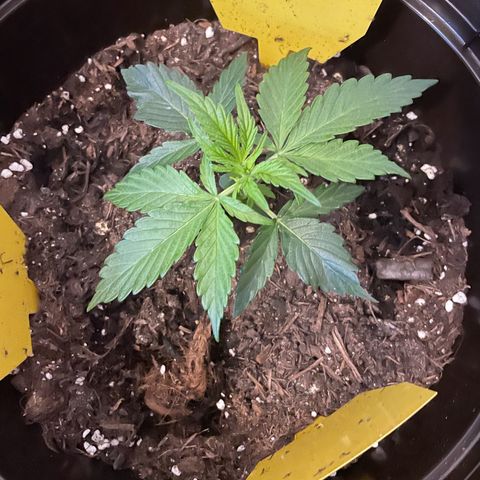 SAUL SILVER growlog timeline photo