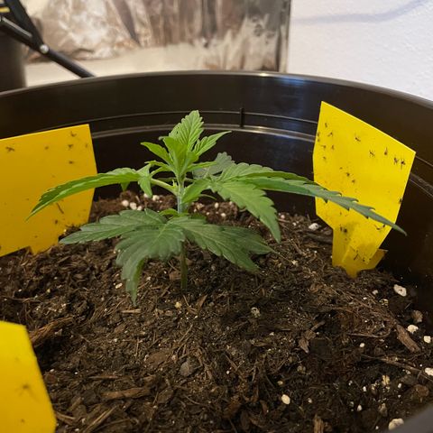 SAUL SILVER growlog timeline photo