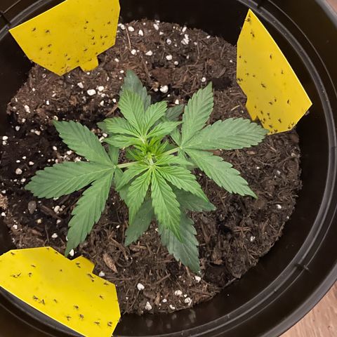 DALE DENTON growlog timeline photo
