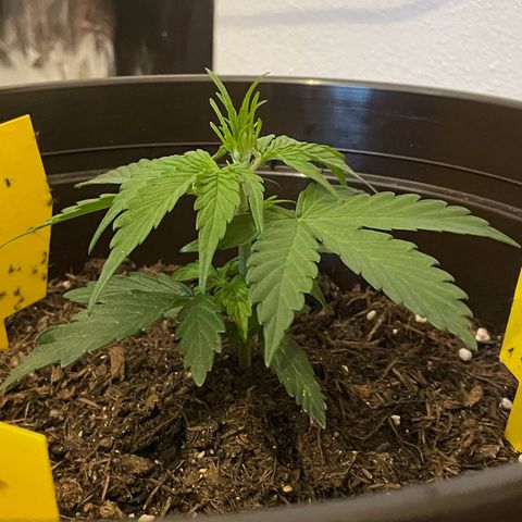 DALE DENTON growlog timeline photo