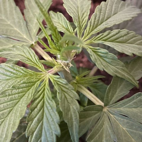 DALE DENTON growlog timeline photo