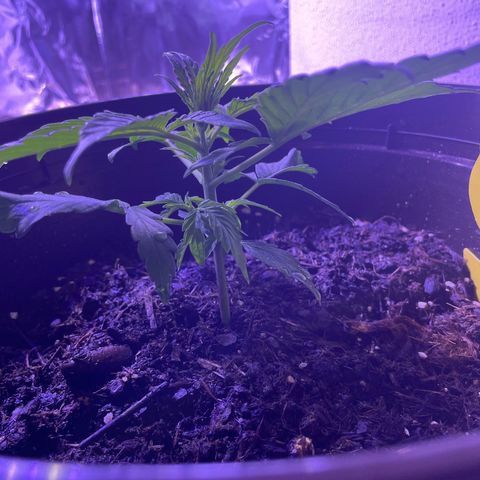 SAUL SILVER growlog timeline photo