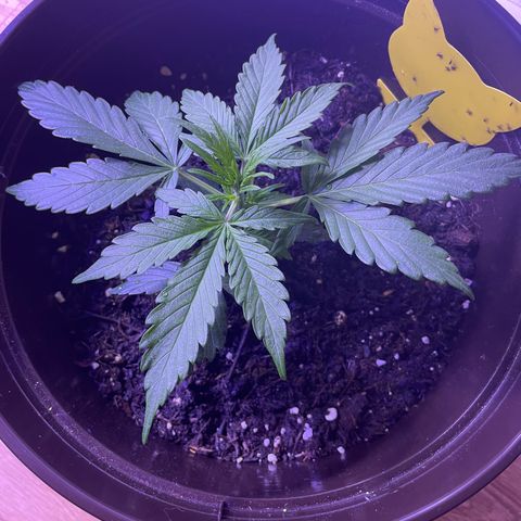 SAUL SILVER growlog timeline photo