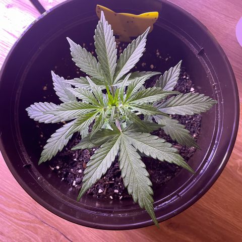 DALE DENTON growlog timeline photo