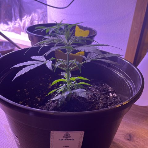 DALE DENTON growlog timeline photo