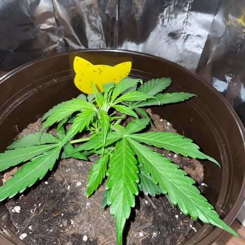 SAUL SILVER growlog timeline photo
