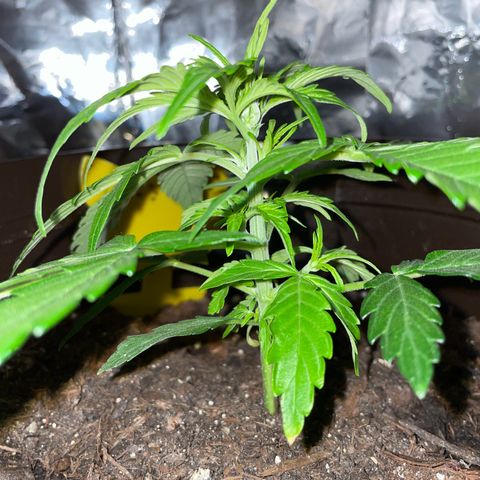 SAUL SILVER growlog timeline photo