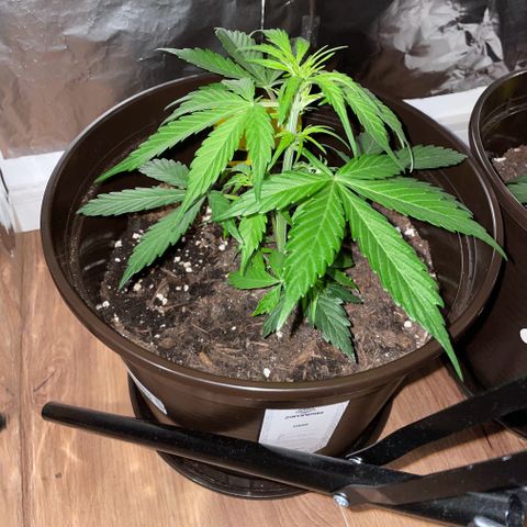 DALE DENTON growlog timeline photo