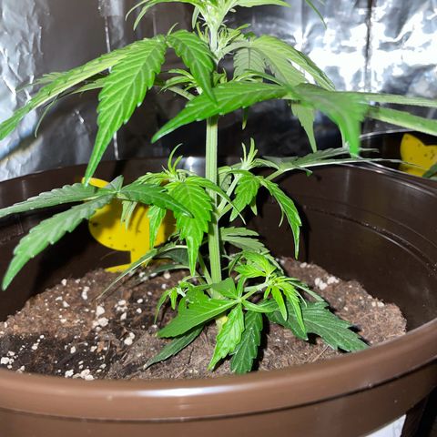 DALE DENTON growlog timeline photo