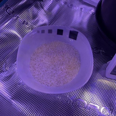 SAUL SILVER growlog timeline photo
