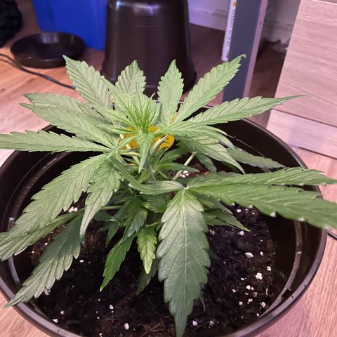 SAUL SILVER growlog timeline photo