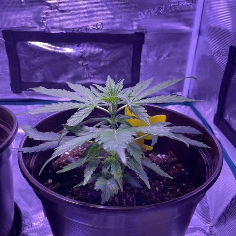 SAUL SILVER growlog timeline photo