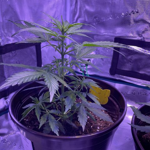 DALE DENTON growlog timeline photo