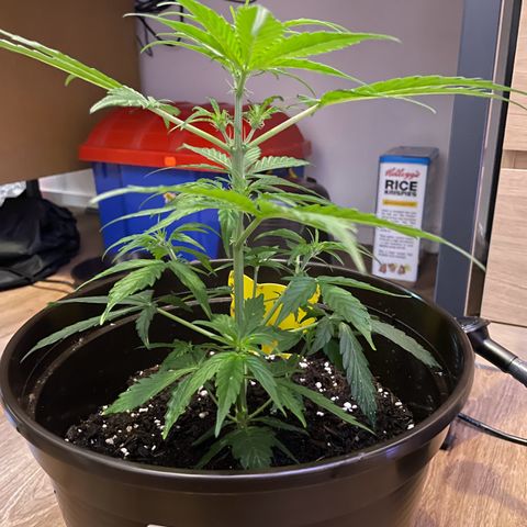 DALE DENTON growlog timeline photo
