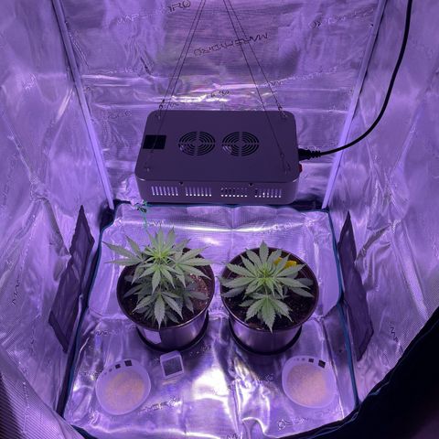 DALE DENTON growlog timeline photo