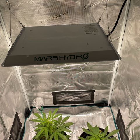 SAUL SILVER growlog timeline photo