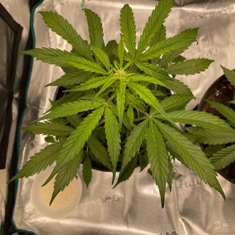 DALE DENTON growlog timeline photo