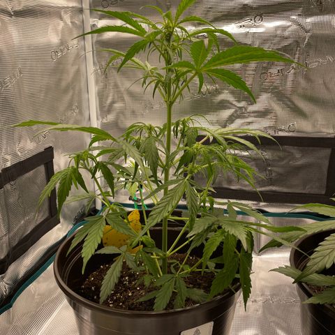 DALE DENTON growlog timeline photo