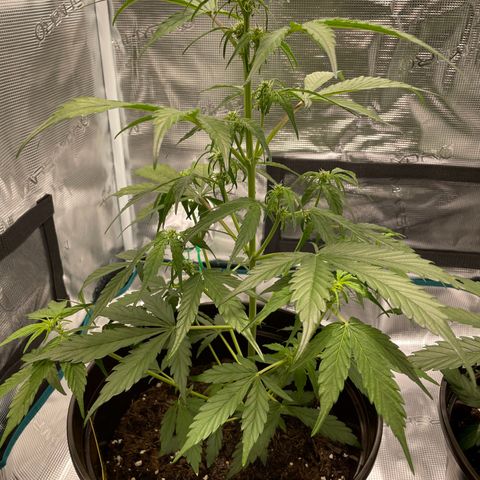 DALE DENTON growlog timeline photo