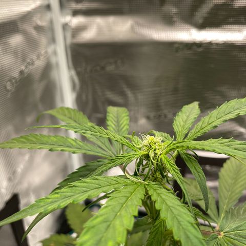 DALE DENTON growlog timeline photo