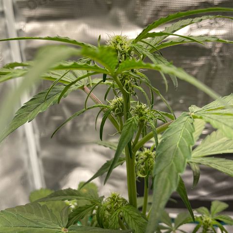 DALE DENTON growlog timeline photo
