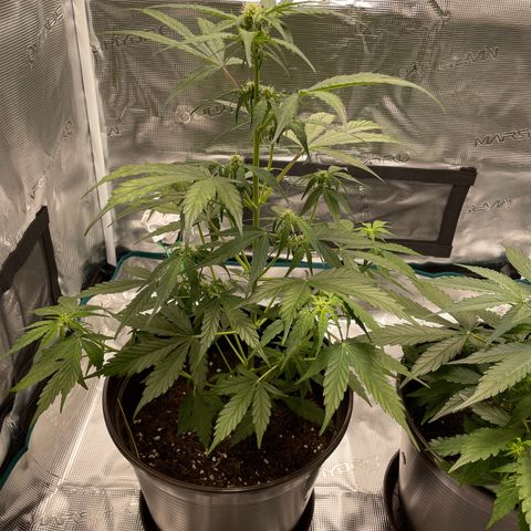 DALE DENTON growlog timeline photo