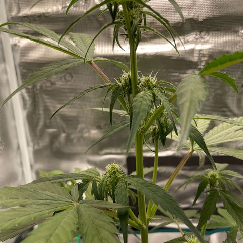 DALE DENTON growlog timeline photo