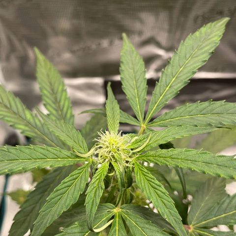 DALE DENTON growlog timeline photo