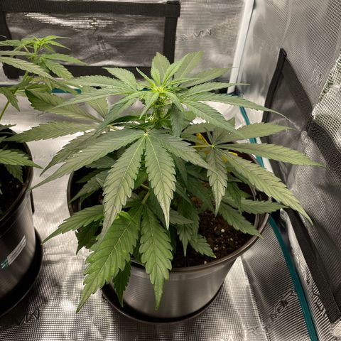 SAUL SILVER growlog timeline photo