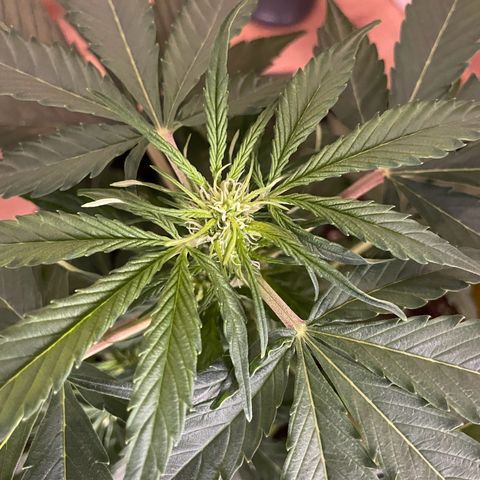 SAUL SILVER growlog timeline photo