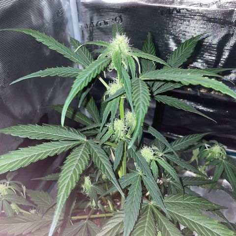 DALE DENTON growlog timeline photo