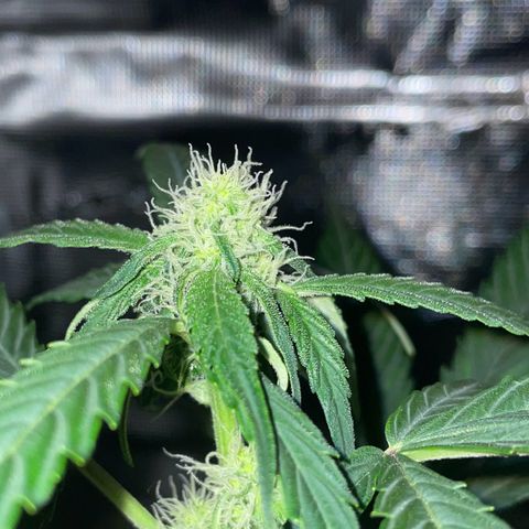 DALE DENTON growlog timeline photo