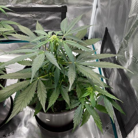 SAUL SILVER growlog timeline photo