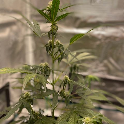 DALE DENTON growlog timeline photo