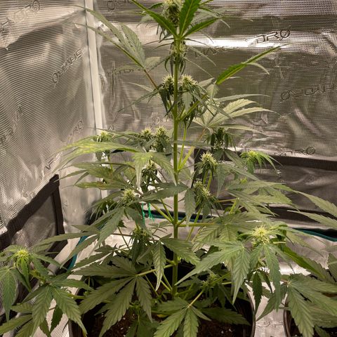 DALE DENTON growlog timeline photo