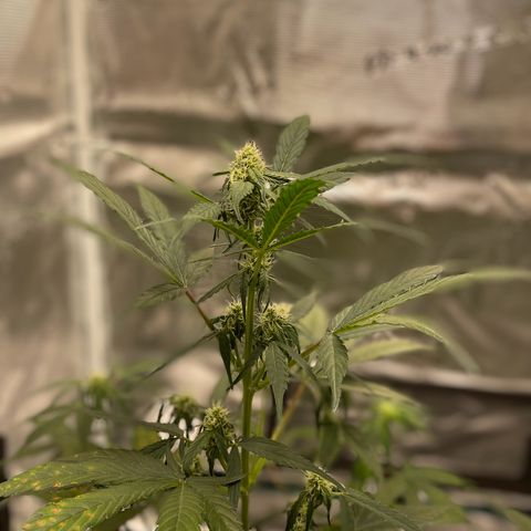 DALE DENTON growlog timeline photo