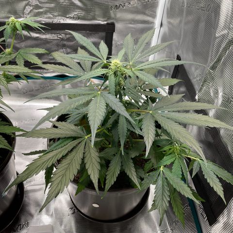SAUL SILVER growlog timeline photo