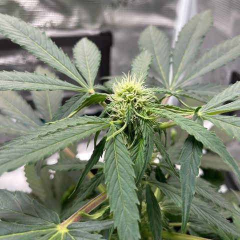 SAUL SILVER growlog timeline photo