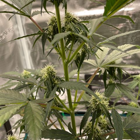 DALE DENTON growlog timeline photo