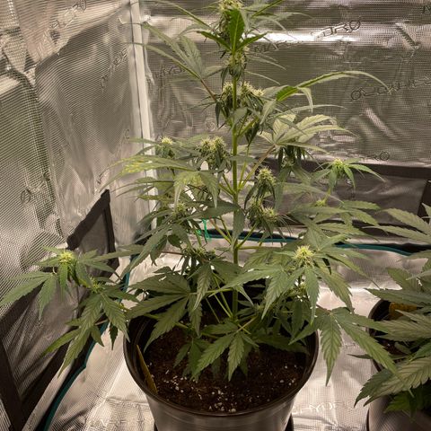 DALE DENTON growlog timeline photo
