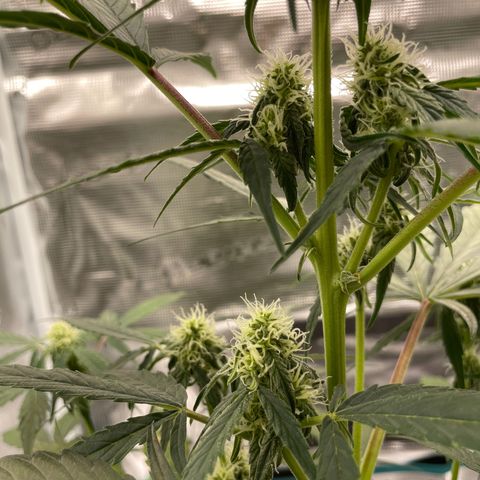 DALE DENTON growlog timeline photo