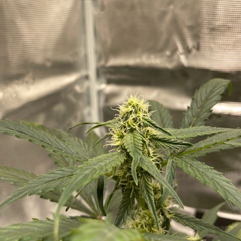 DALE DENTON growlog timeline photo