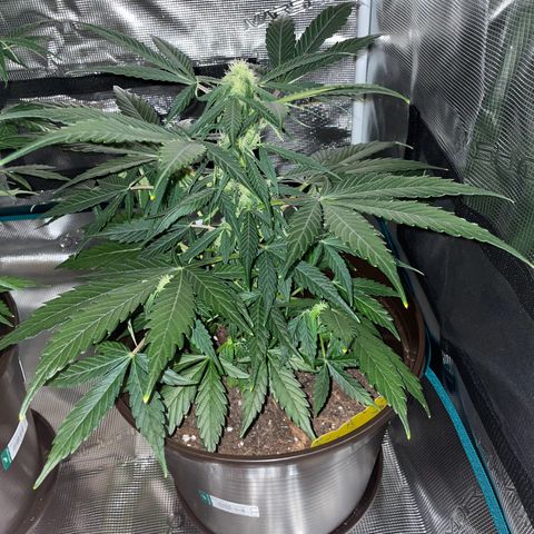 SAUL SILVER growlog timeline photo