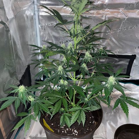 DALE DENTON growlog timeline photo