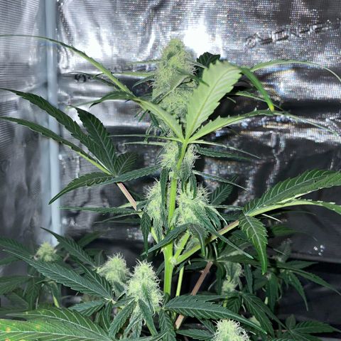 DALE DENTON growlog timeline photo