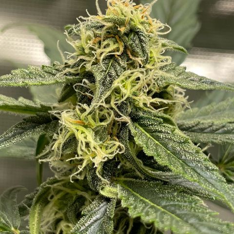 DALE DENTON growlog timeline photo