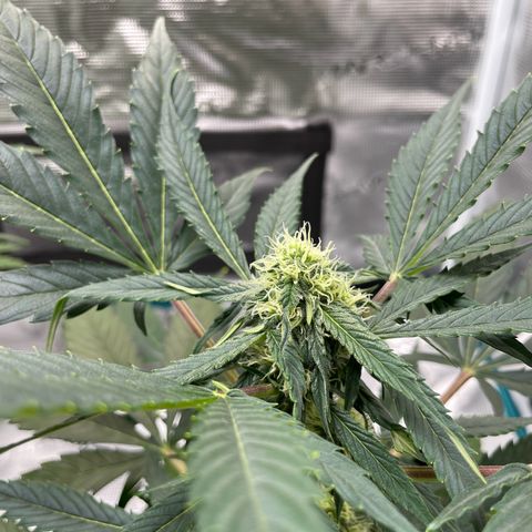 SAUL SILVER growlog timeline photo