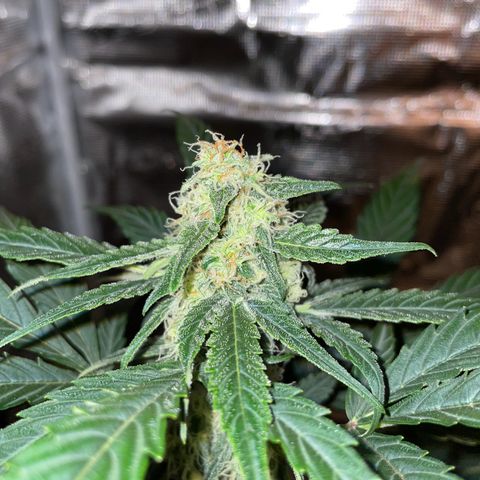 DALE DENTON growlog timeline photo